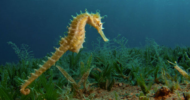 Seahorse