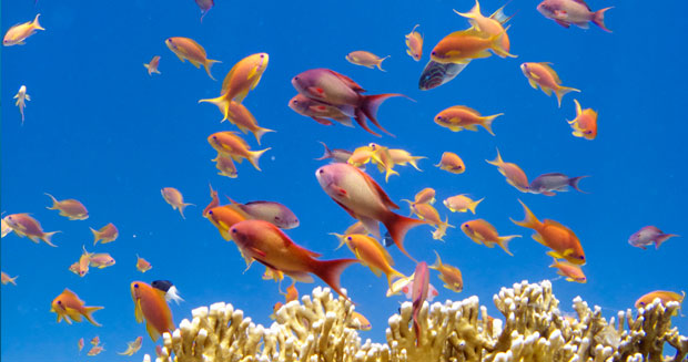 Anthias