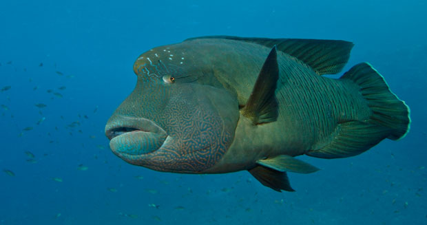 Napoleon Wrasse