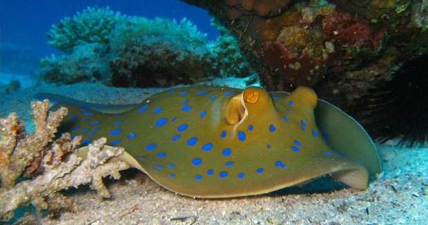 Blue spotted stingray