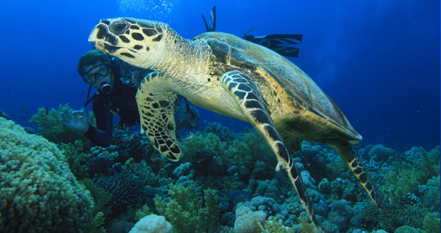 Scuba Diver and Turtle