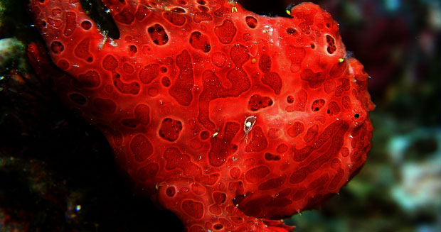 Frogfish