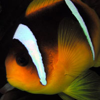 Clownfish