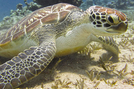 Green Turtle