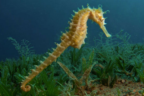 Seahorse