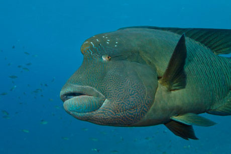 Napoleon Wrasse