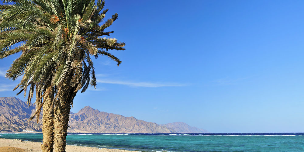 Dahab, palm tree and seaview