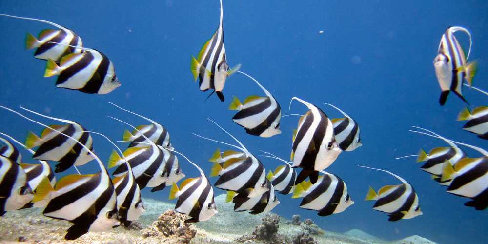 Schooling Bannerfish