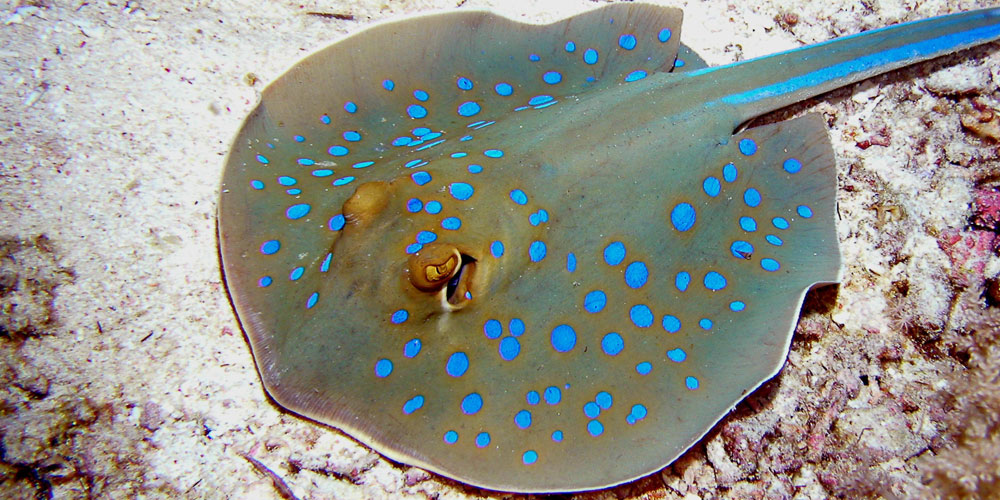 Blue Spotted Stingray