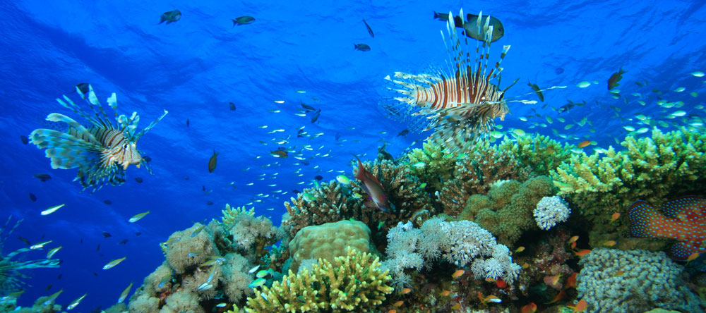 Scuba diving in Dahab